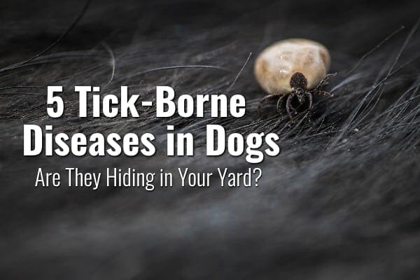 5 Tick-Borne Diseases in Dogs: Are They Hiding in Your Yard? - Dr. Buzby's ToeGrips for Dogs