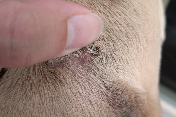 Owner showing a spot where the tick was removed