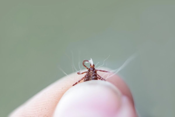 Person holding up a tick