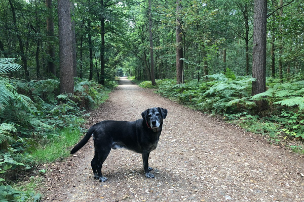 Senior Black Labrador standing on a trail in the woods.