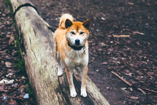 Shiba Inu standing on a log in the woods.