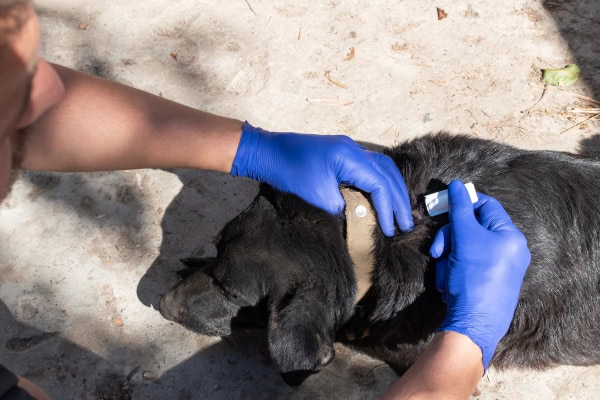 Owner applying topical tick prevention to their dog