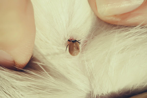 Close up of a tick attached to a dog