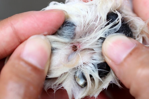 Owner finding a tick in a dog's paw
