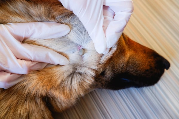 Owner checking dog for ticks and parting the hair where a large tick is attached to the skin on the dog's neck 