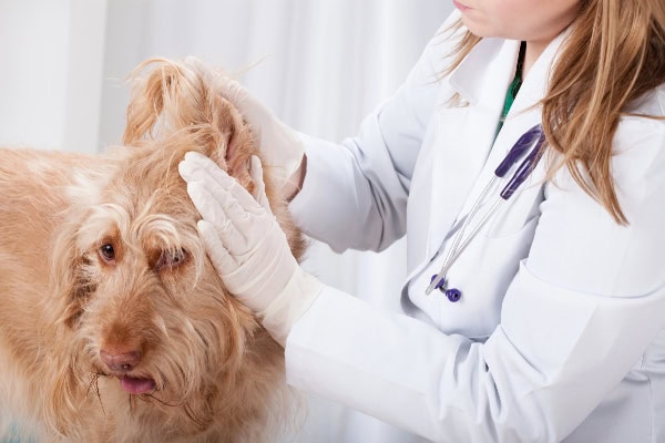 Veterinarian examining a dog for ticks