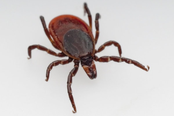 Deer tick, the conduit for lyme disease