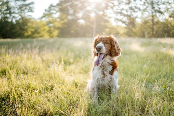 Dog in a field of tall grass where ticks can be more present