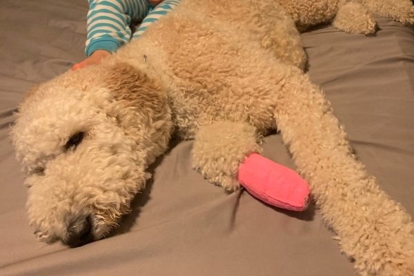 Dog with a bandaged front paw