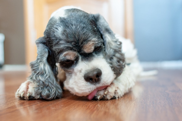 Senior dog licking at a injured toenail on their paw