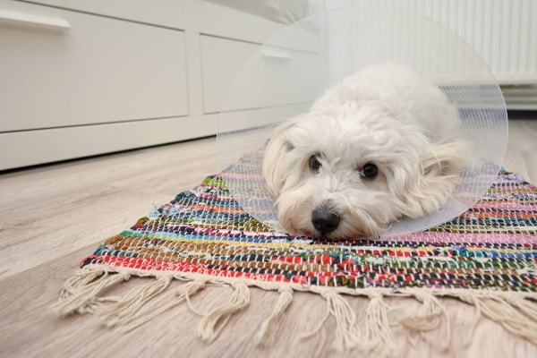 Dog laying in the kitchen with a cone on