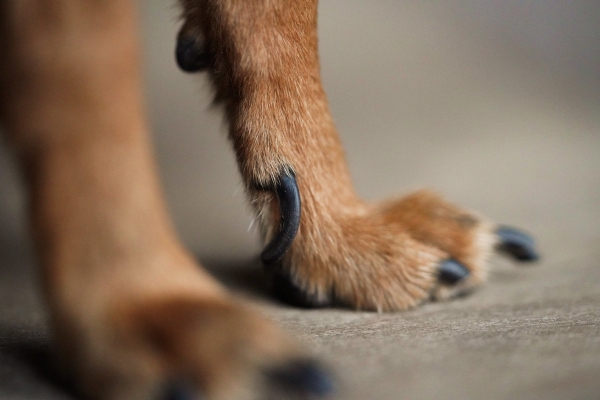 Dog with a very overgrown dewclaw