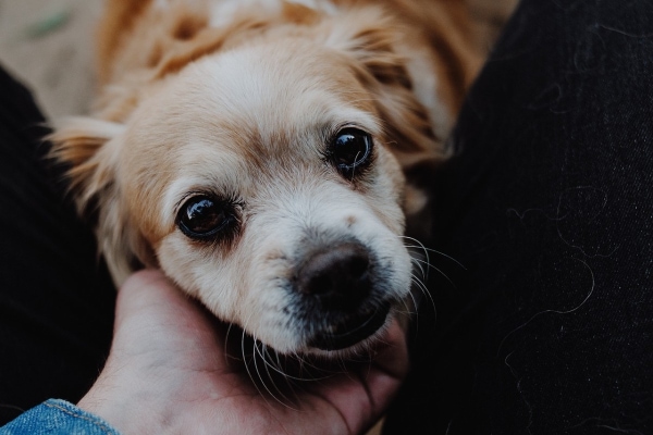 Senior dog being pet by his owner