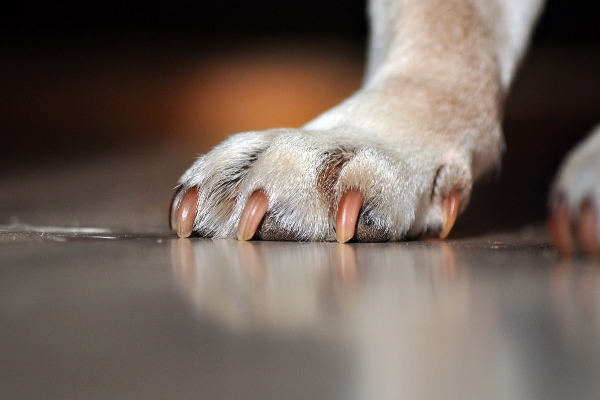 How to Trim Dog Nails - Tractive