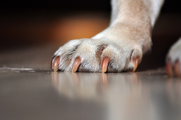 Dog paw with toe nails at appropriate length