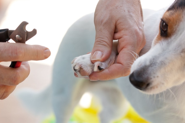 Dog getting their nail trimmed