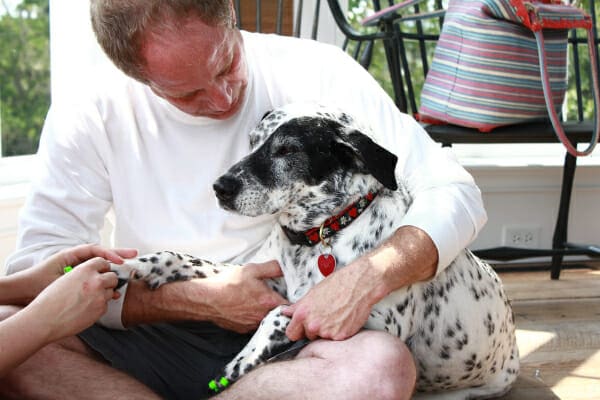 Male owner holding his Dalmation mix while ToeGrips are being applied, photo