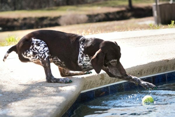 three-legged dog wearing toegrips as a dog mobility aid for traction, photo