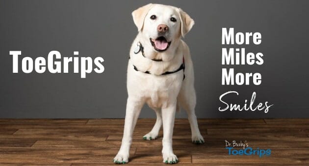 10-year-old dog wearing ToeGrips for dogs with hip dysplasia for better footing. Dog is standing on a hardwood floor. 