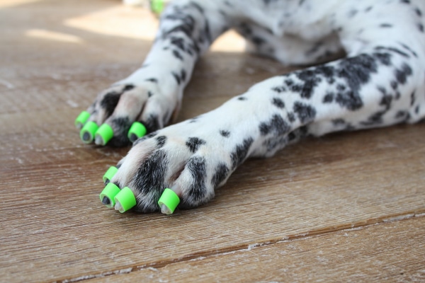 Dalmation wearing green ToeGrips on his front nails