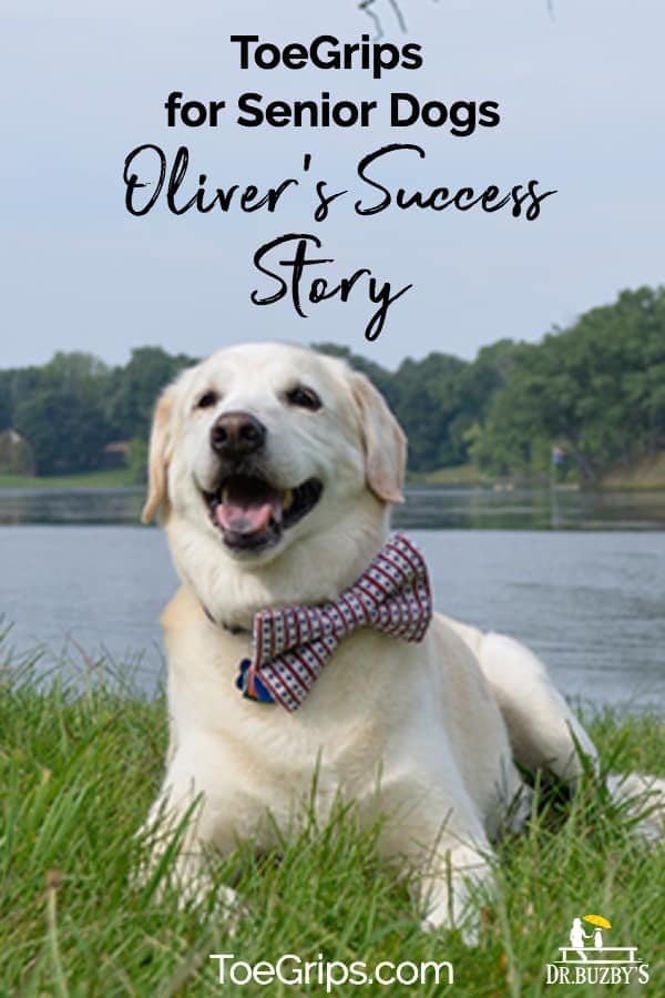 dog with bowtie lying on green grass and title ToeGrips® dog nail grips for Senior Dogs Oliver's Success Story