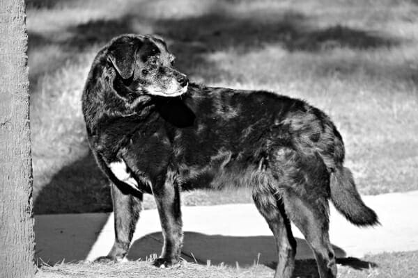 Hope, a senior Shepherd Mix, standing by a tree in a park, photo