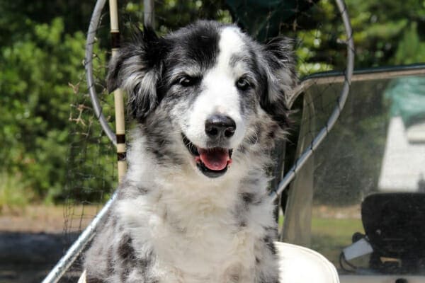 Morgan, a senior Australian Shepherd, sitting on a boat, photo