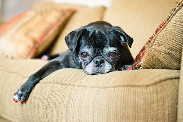 Black Pug laying on the couch wearing red ToeGrips, photo.