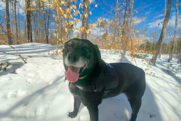 photo of elderly black lab mix who has stenosis making preventing dog falls crucial