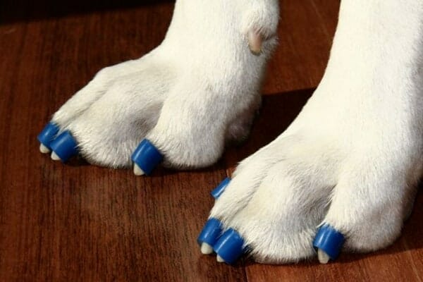 White dog's paws wearing blue  Dr. Buzby's ToeGrips for dogs standing on wood floor