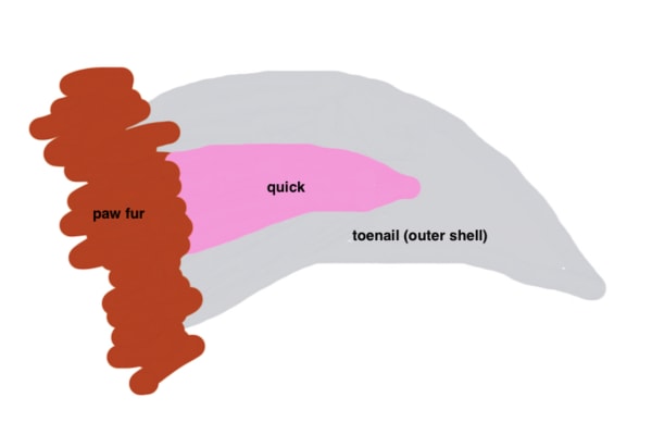 Diagram of a dog's toenail anatomy
