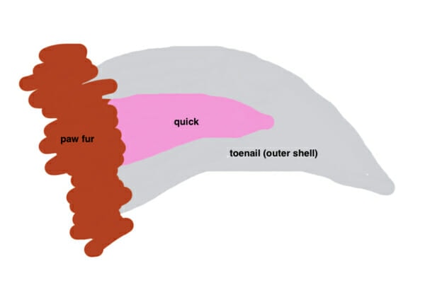 Diagram showing a dog's toenail anatomy including the quick 