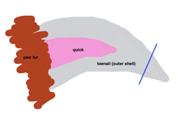 Diagram showing the angle to trim a dog's toenail 