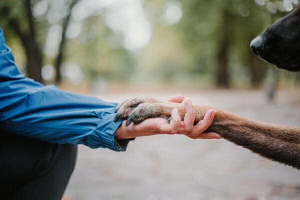 Dog parent holding a dog's paw with black toenails to illustrate dog toenail anatomy, photo