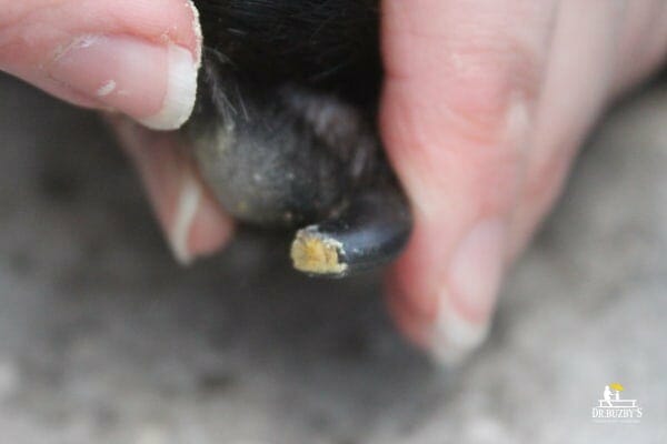 dog's black toenail stopped bleeding after applying styptic powder