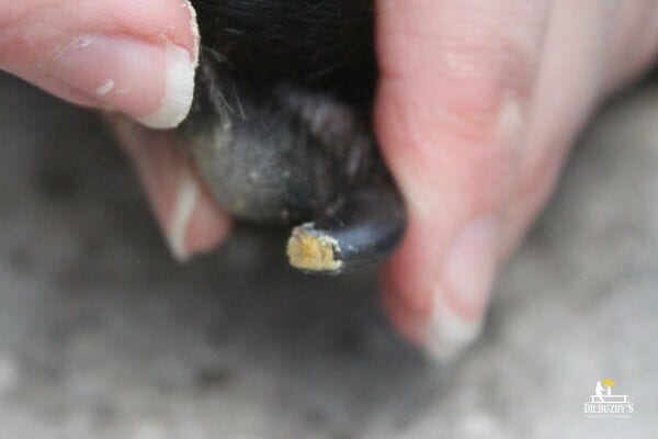 End of the dog's cut nail with styptic powder on it and no bleeding  