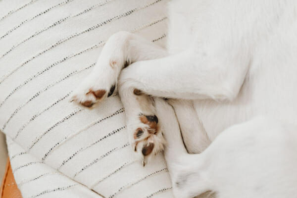 Close up of a Terrier's front feet, you can see hair between the toes slightly hiding the nails, photo