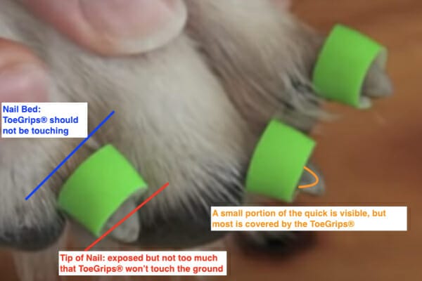 Photo with captions showing how to apply ToeGrips dog nail grips to a dog's trimmed nails