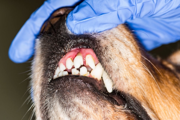 Dog with an infected incisor tooth that needs to be extracted