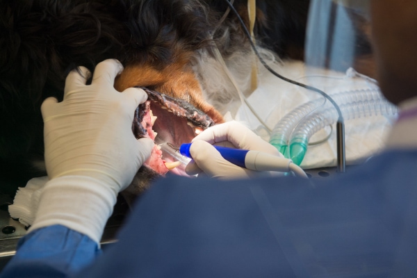 Technician performing an dental cleaning on a dog, which may include a dog tooth extraction