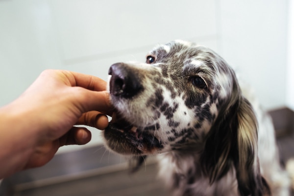 Dog eating a pain medication pill handed to him by his owner.