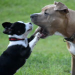 Senior Dog Tooth Extraction: What to Expect