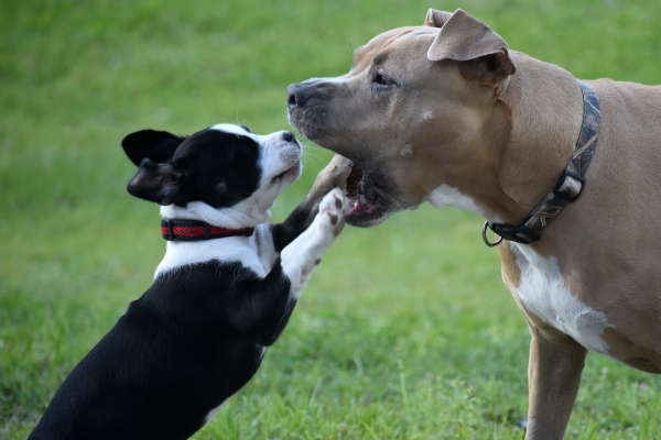 Puppy looking at the teeth of a senior  dog as if ready to perform a senior dog tooth extraction