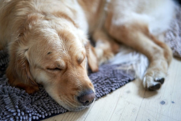 Dog curled up sleeping on a mat after a dental cleaning.