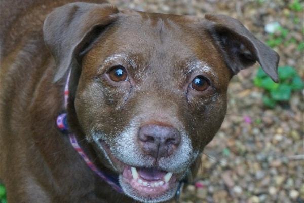 Senior dog happy after their tooth cleaning