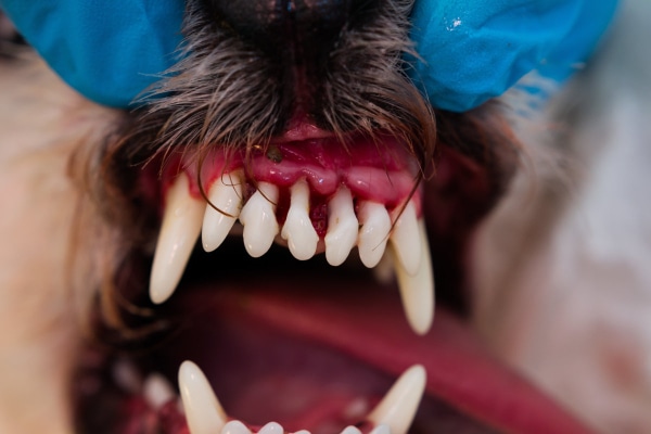 Dog with bleeding, infected incisors.