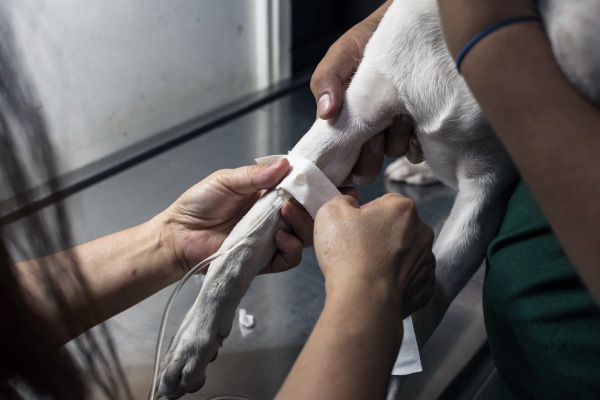 A technician placing an IV catheter into a senior dog's leg.