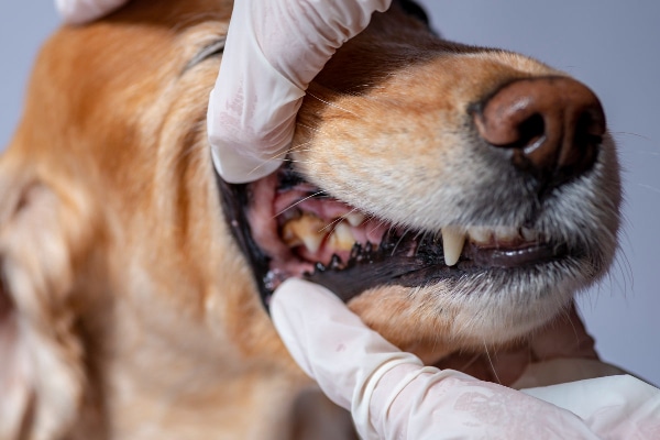 Veterinarian examining a senior dog's teeth