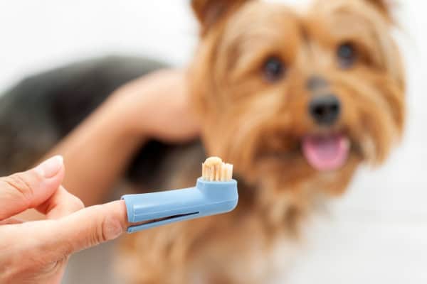 dog toothbrush with poultry-flavored dog toothpaste because human toothpaste is toxic to dogs