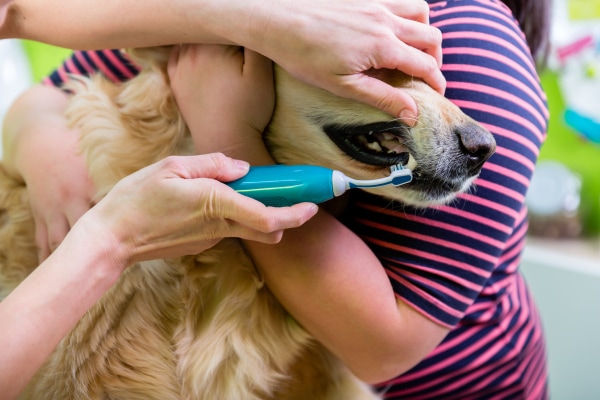 Golden Retriever getting his teeth brushed by his owners.